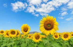 mooi zonnebloem veld- Aan zomer met blauw lucht foto