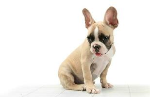 schattig weinig Frans bulldog zittend Aan tafel foto