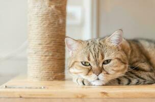 schattig bruin Schots Rechtdoor kat slaap in huis foto