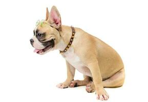 schattig Frans bulldog slijtage bril en zittend foto