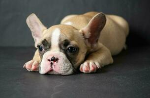 schattig Frans bulldog puppy slaap Aan zwart steen foto