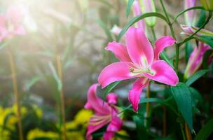 mooi roze lilly bloem in tuin, foto