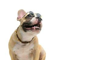 schattig Frans bulldog slijtage bril en zittend geïsoleerd foto