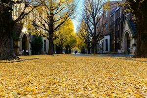 ginkgo bladeren Aan weg, herfst seizoen in Japan foto