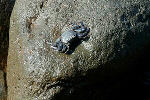 rood zee krab in de atlantic oceaan foto