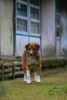 hond in de achtertuin foto