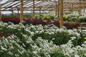 chrysant bloemen in een kas foto