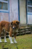 hond in de achtertuin foto