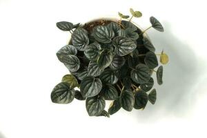 peperomia caperata Aan wit achtergrond. foto