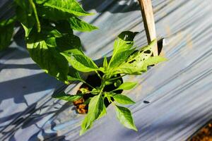 Chili boom in de tuin foto