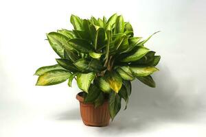 aglaonema Aan wit achtergrond. foto