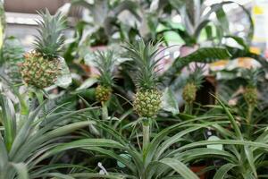 sier- mini ananas planten in een fabriek op te slaan foto