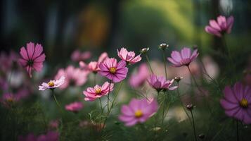 mooi kosmos bloemen bloeiend in tuin, generatief ai foto