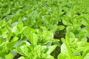 hydrocultuur groenten van hydrocultuur boerderijen vers groen cos sla groeit in de tuin, hydrocultuur planten Aan water zonder bodem landbouw biologisch Gezondheid voedsel natuur, chlorofyl blad Bijsnijden bio foto