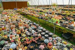 sappig planten en cactus tuin , cactus pot versieren in de tuin, mooi cactus boerderij en sappig planten tuin in kas foto