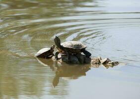 twee water schildpadden Aan de rots foto