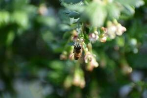 wild bij in een kruisbes bloem foto