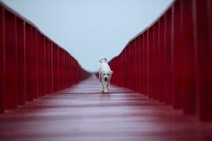 perspectief van wit hond wandelen Aan rood hout brug foto