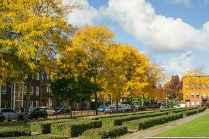 herfst stad landschap. een park met hoog geel en groen bomen in de stad. foto