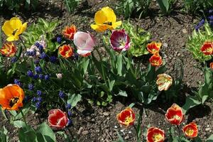 een menigte van tulpen van verschillend kleuren dat kan worden gevonden in een lokaal tuin. de afbeelding is genomen Aan een Doorzichtig dag foto