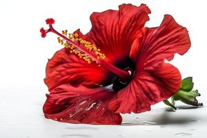 rood hibiscus bloem Aan wit achtergrond. ai gegenereerd foto