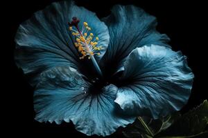 blauw hibiscus bloem Aan zwart afbeelding. ai gegenereerd foto