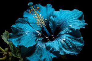 blauw hibiscus bloem Aan zwart afbeelding. ai gegenereerd foto