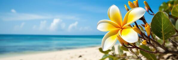 plumeria frangipani Aan tropisch zee en strand blauw lucht achtergrond, zomer feestelijk tijd. generatief ai foto