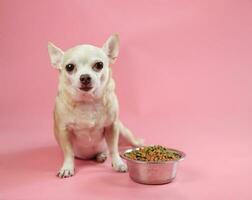 gezond bruin kort haar- chihuahua hond zittend met een kom van droog hond voedsel Aan roze achtergrond. foto