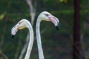 flamingo mooi portret foto