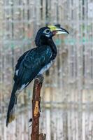 Super goed neushoornvogel, dichtbij omhoog foto