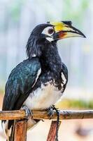 lief Super goed neushoornvogel, dichtbij omhoog foto