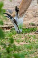 gezicht en toeter van gemsbok antilope hert foto