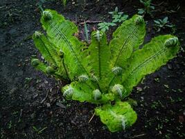 wervelingen van groen varen Aan een bloem bed in de tuin foto