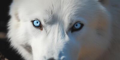 een wit wolf met blauw ogen leugens Aan de log ai gegenereerd foto