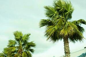 hoog palm bomen groeit Aan een exotisch tropisch eiland Aan achtergrond van helder blauw lucht. foto