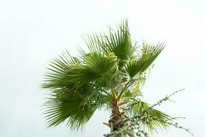 hoog palm bomen groeit Aan een exotisch tropisch eiland Aan achtergrond van helder blauw lucht. foto