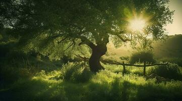 een groot boom met helder zon stralen, in de stijl van pastorale charme, donker groen en licht groente, zachtjes poëtisch, combineren natuurlijk en Mens gemaakt elementen, genereren ai foto