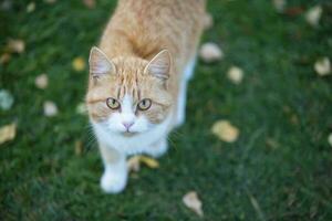 gember kat Aan groen gras met geel bladeren. foto