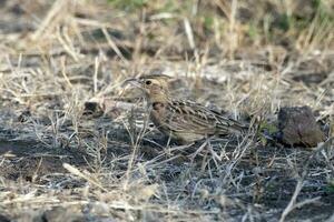 van Sykes leeuwerik of galerida deva opgemerkt in groter liep van kutch in gujarat Indië foto