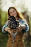 een gelukkig jong vrouw glimlacht net zo ze looks in de camera en houdt een jong kip dat legt eieren voor haar boerderij in de zonlicht. de concept van zorgzaam en gezond gevogelte foto