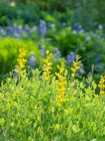 geel wild indigo fabriek groeit in een voorjaar tuin met Texas bluebonnets in de achtergrond. foto