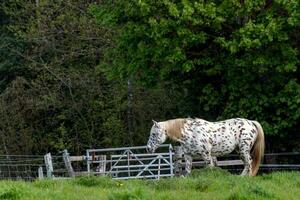 mooi wit en bruin appaloosa paard foto