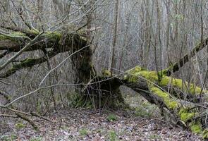 oude oud schrikaanjagend boom verborgen in de bossen foto