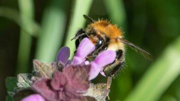 bij nippen nectar van een wild bloem foto