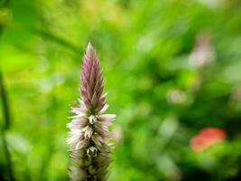 ijshoorntje bloem bloeiend in groen blad tuin. foto