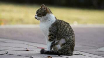 een schattige wilde kat die in de tuin zit om uit te rusten foto