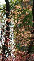 de vers nieuw bladeren vol van de esdoorn- bomen in voorjaar foto