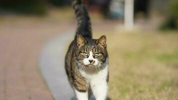 een schattig kat hebben een rust uit in de werf foto