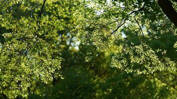 de vers nieuw bladeren vol van de bomen in de tuin in voorjaar foto